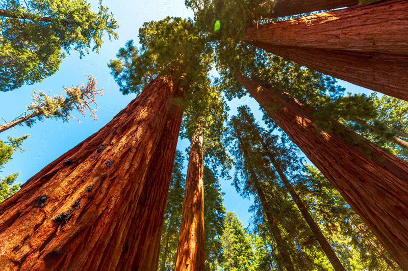 A grove of Giant Sequoia trees.